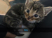6 Adorable Kittens for Sale!