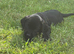**1 puppy left Ready to go**Springador Puppies for Sale