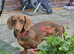 Mini datchund