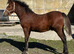 SMART SECTION C COLT FOAL