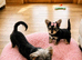 2 female yorkies ready for their forever home