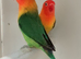 Split ino Fischer's lovebirds