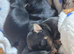 3 biewer / yorkie mix