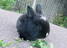 Neverland x mini lop
