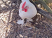 French Silver Lavender Marans Cock Chicken