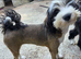 Two Tibetan Terriers: 18-month-old male and 6-month-old female.