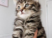 Norwegian forest cat mix