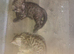 Bengal kittens ready now