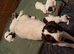 KC Springer spaniel puppies