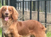 Kc cocker spaniel boy