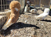Jacobni fancy pigeon
