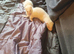 Ferret kits