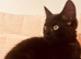 Bombay kitten