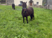 Bella - 3.5-Year-Old Dartmoor Mare For Sale