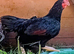 Trio Cornish Game Bantams
