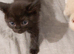 Male black bsh Cross kitten needs loving home