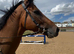 Stunning t.b gelding 15.3 / 16