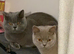Stunning British shorthaired kittens from champion bloodlines