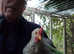 Lovely Young Cock Chicken