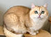 Nakita, Golden Copper, British Shorthair