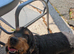 female Cocker spaniel neutered
