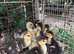 Muscovy duckings