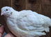 SALE Coturnix Quails