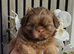 Stunning Imperial Shihtzu Puppies