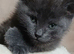 Gorgeous grey kitten