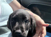 Beautiful black lab ( female )