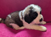 ST BERNARD PUPPIES