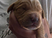 7 adorable Sprocker Puppies