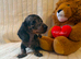 Miniature dachshund
