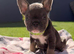 Frenchie Puppies For Sale