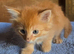 Superb fluffy kittens READY NOW