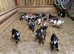 Pygmy goats nanny’s and a couple Billy’s