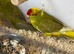 Pair kakariki