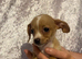 5 beautiful Chiweenies