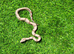 Baby motley boas