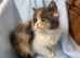 2 Beautiful exotic kittens