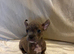 *READY NOW* Bully x frenchie
