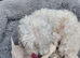 Ready Now Beautiful Champagne Maltipoo Puppies