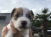 Parson Russell Terriers Cornwall