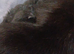 3 adult cats and 3 kittens for rehoming