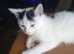 4 beautiful kittens needing forever homes