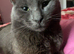 Sheba looking for loving home