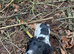 Springer Spaniel Puppies ready to go