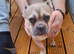 French bulldog Cross terrier
