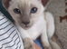 Cat for sale
