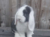 Lop buck. 9 weeks old ready to be rehomed.